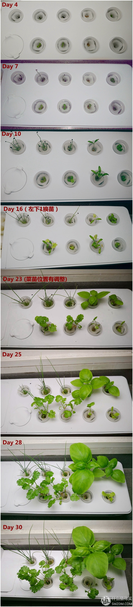 我的秘密菜园,我的秘密小菜地