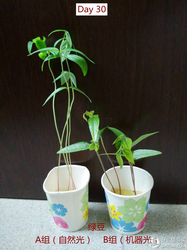 我的秘密菜园,我的秘密小菜地