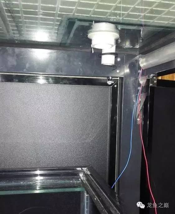 超级白,超会做,这才叫养鱼!