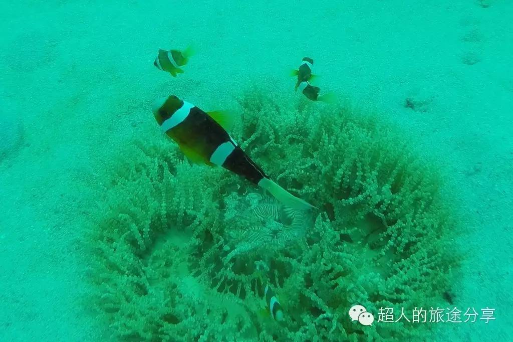 潜水芽庄,芽庄哪个岛适合潜水