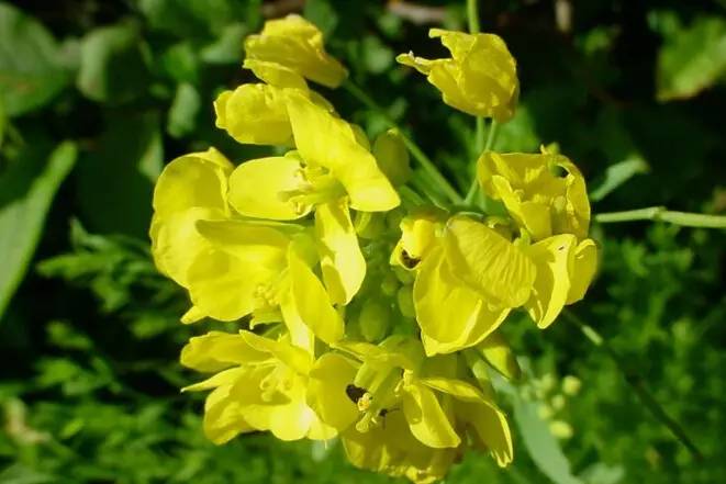 辣根是这么吃的,辣根为什么难吃