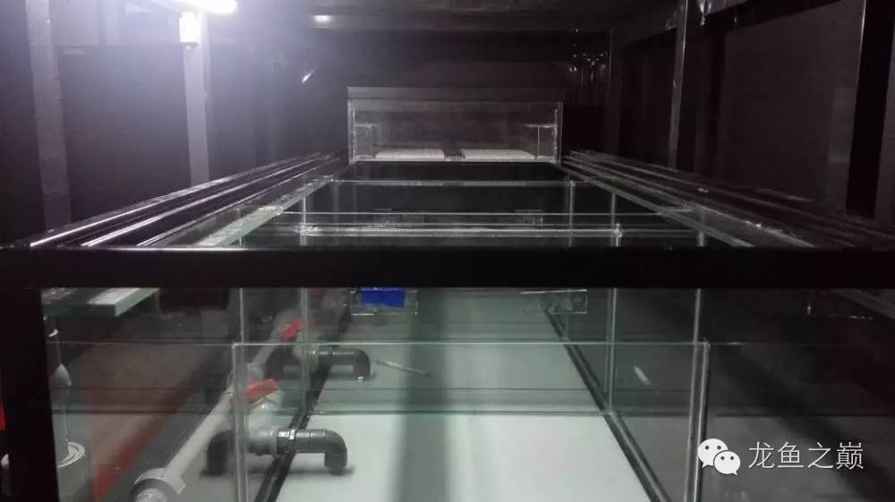 超级白,超会做,这才叫养鱼!