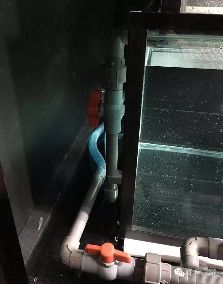 超级白,超会做,这才叫养鱼!