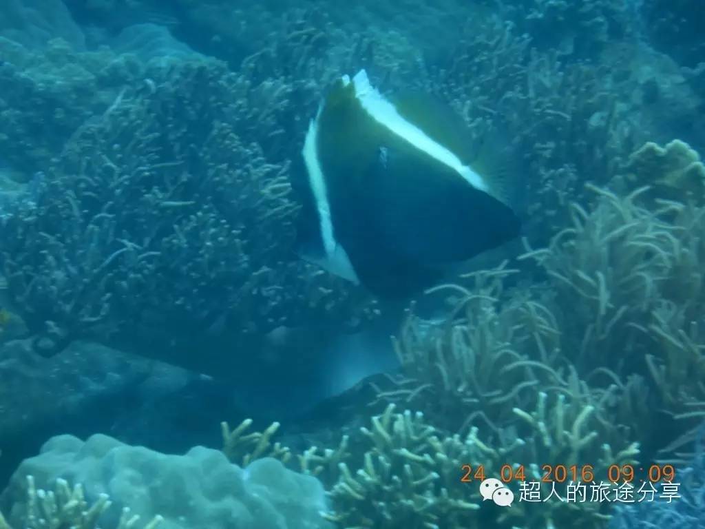 潜水芽庄,芽庄哪个岛适合潜水