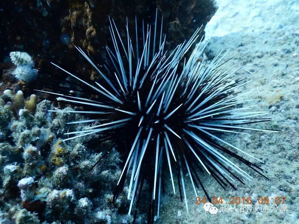 潜水芽庄,芽庄哪个岛适合潜水