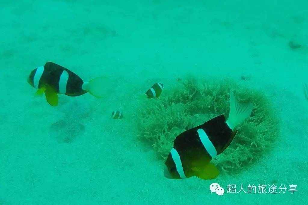 潜水芽庄,芽庄哪个岛适合潜水