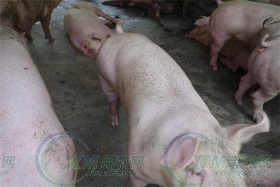 屠宰场杀猪的情况,生猪屠宰场杀猪实拍