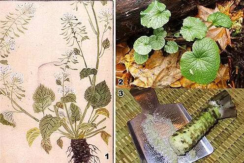 辣根是这么吃的,辣根为什么难吃