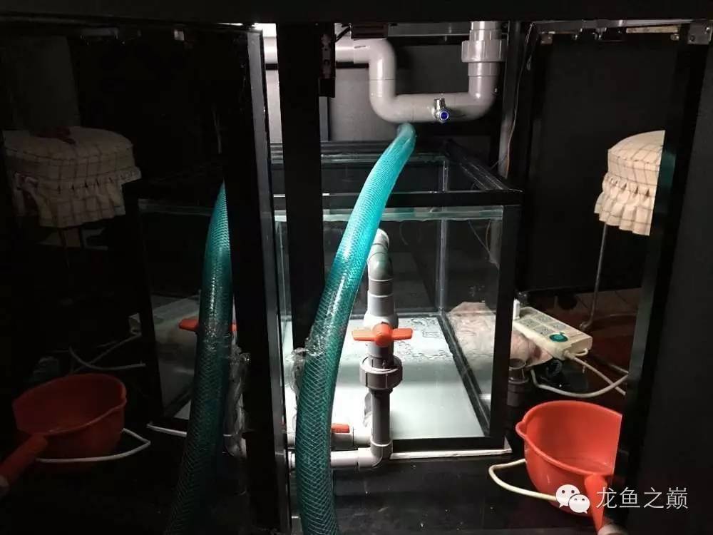 超级白,超会做,这才叫养鱼!