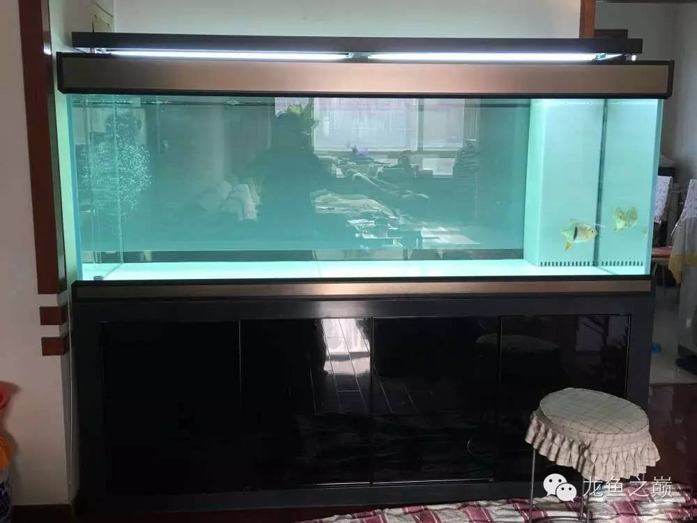 超级白,超会做,这才叫养鱼!