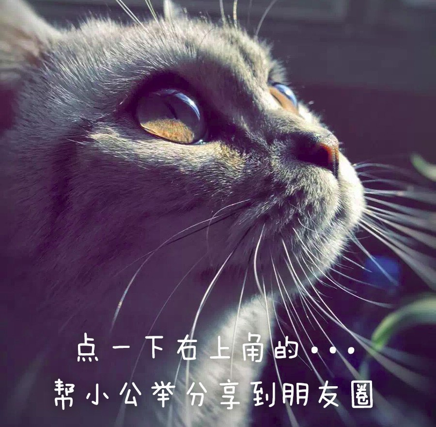 满房间都是猫毛怎么办,满屋子全是猫毛