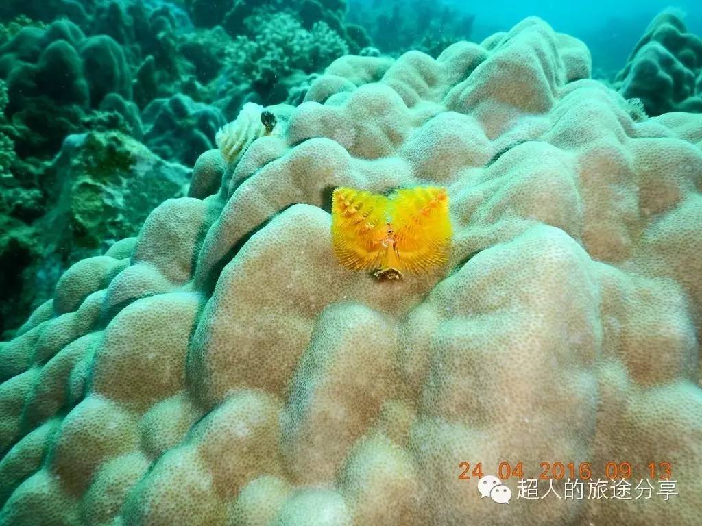 潜水芽庄,芽庄哪个岛适合潜水