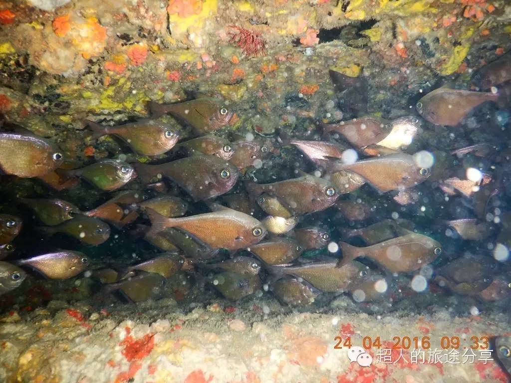 潜水芽庄,芽庄哪个岛适合潜水