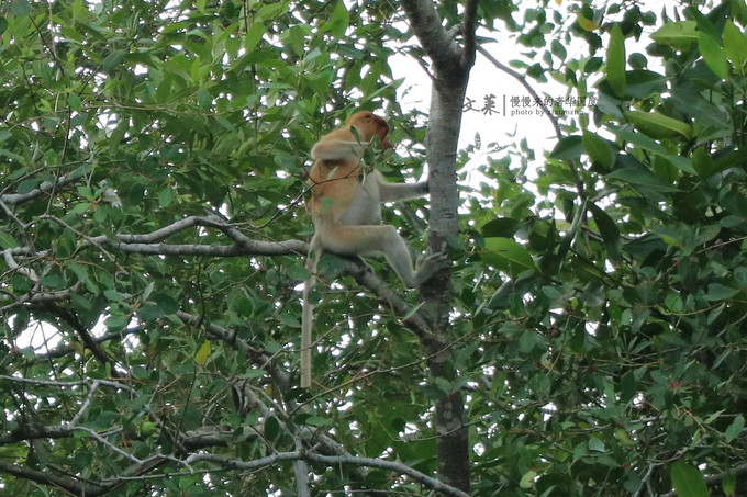 吴尊文莱照片,吴尊文莱最帅的照片