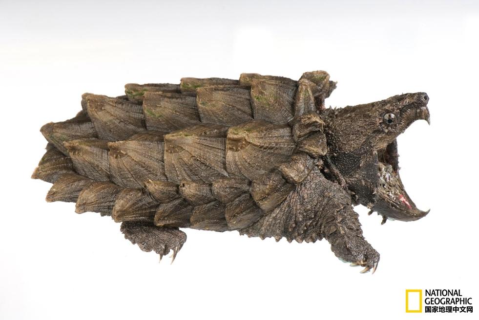 小乌龟生日礼物,小乌龟特别的生日礼物