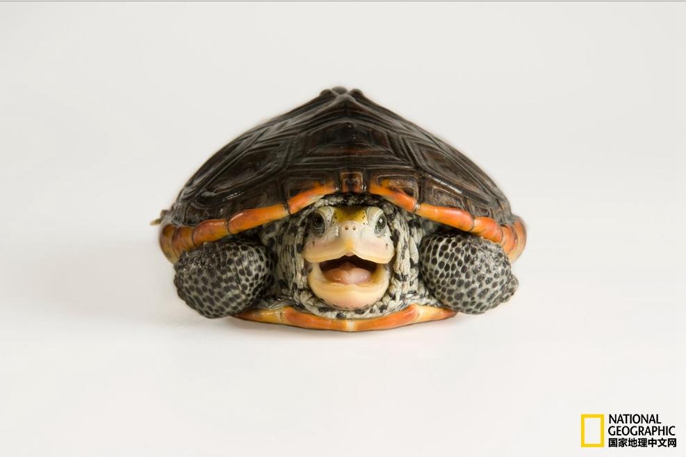 小乌龟生日礼物,小乌龟特别的生日礼物