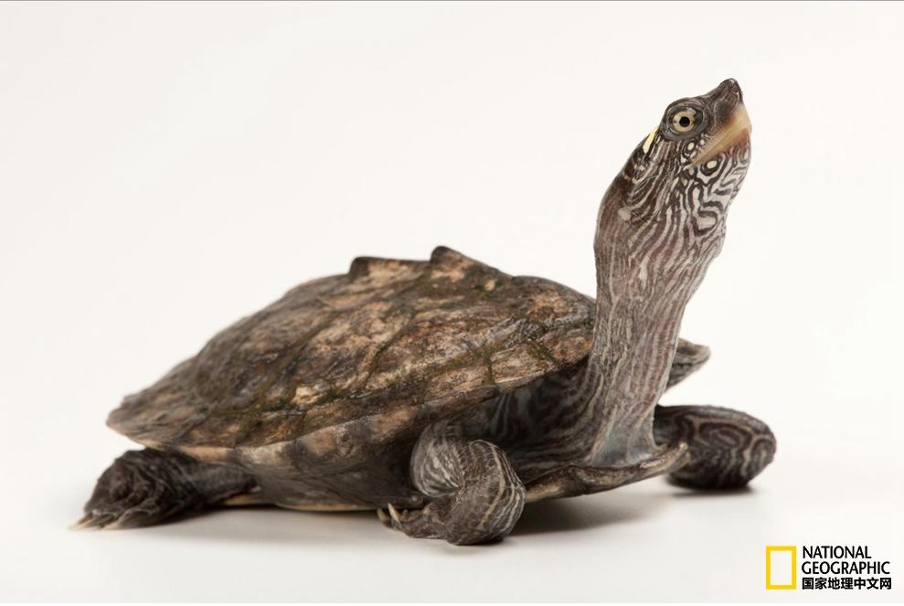 小乌龟生日礼物,小乌龟特别的生日礼物