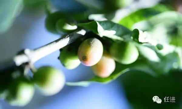 这货也是奢侈品？