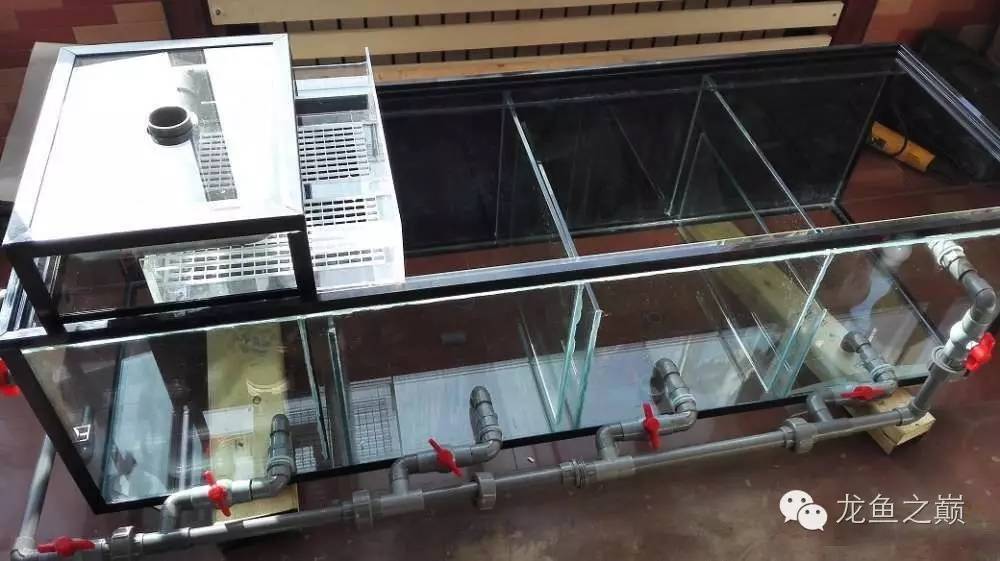 超级白,超会做,这才叫养鱼!