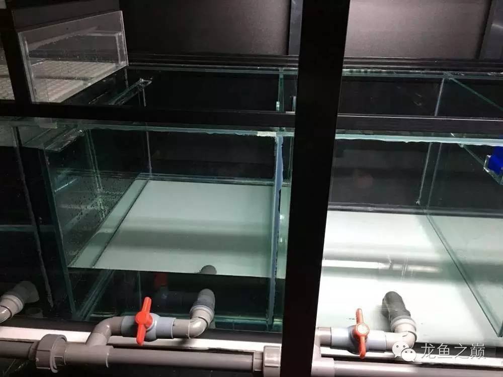 超级白,超会做,这才叫养鱼!