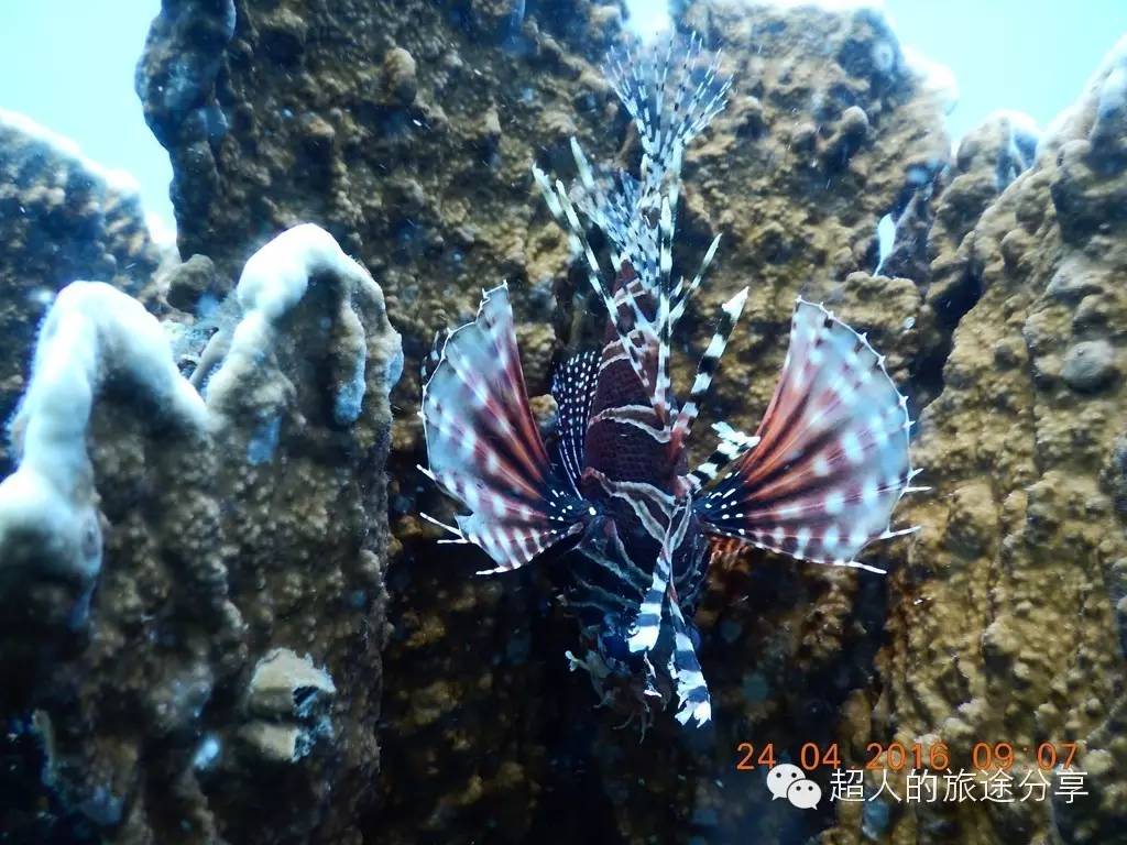 潜水芽庄,芽庄哪个岛适合潜水