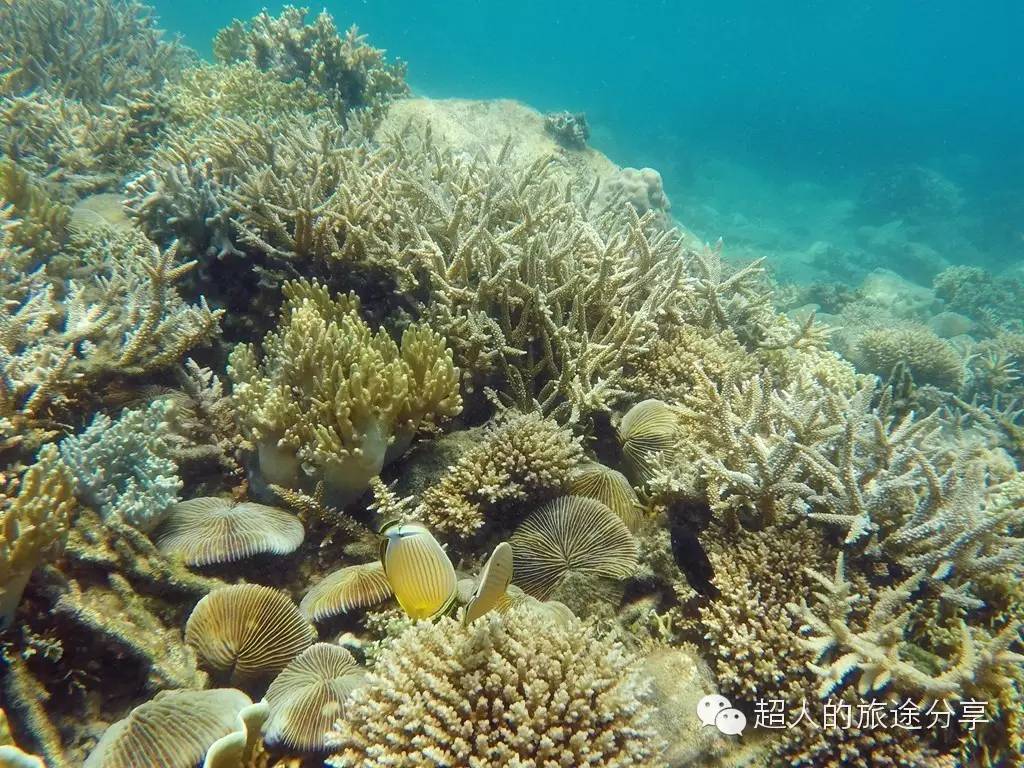 潜水芽庄,芽庄哪个岛适合潜水