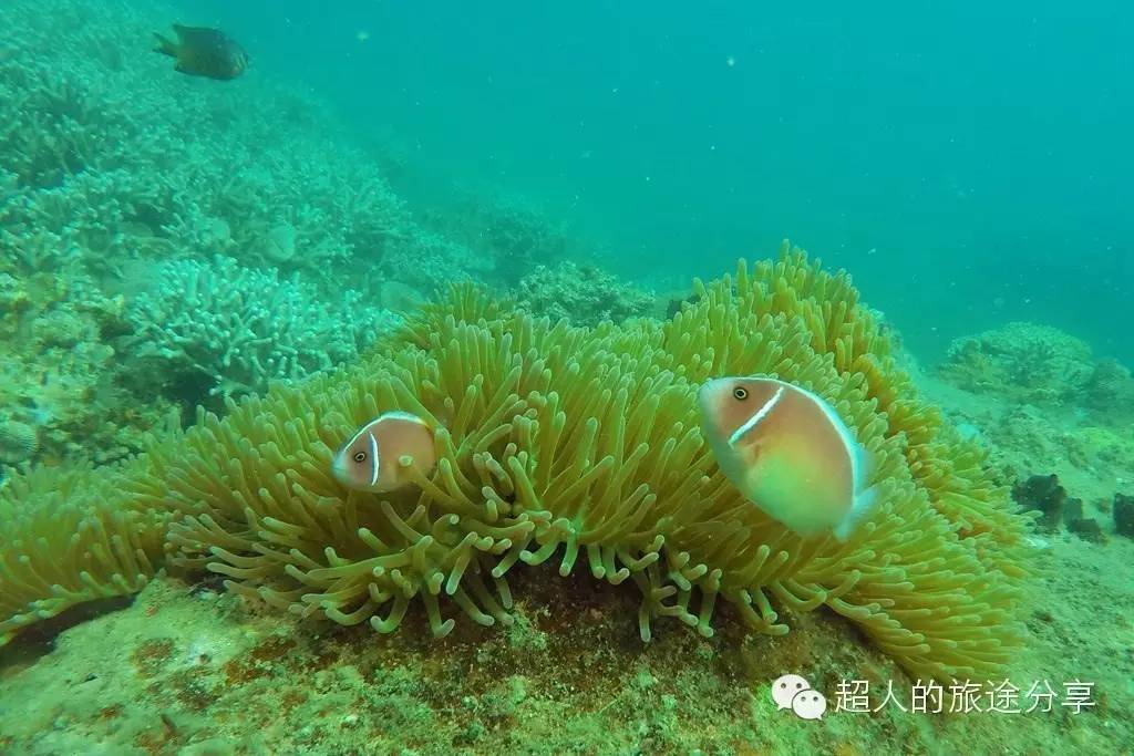 潜水芽庄,芽庄哪个岛适合潜水