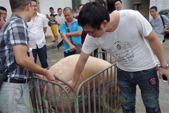 屠宰场杀猪的情况,生猪屠宰场杀猪实拍