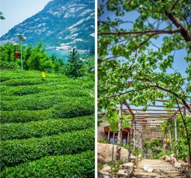 一家惊艳国牌度假界、一家美翻华北民宿圈,两种体验,看见最妩媚的青岛