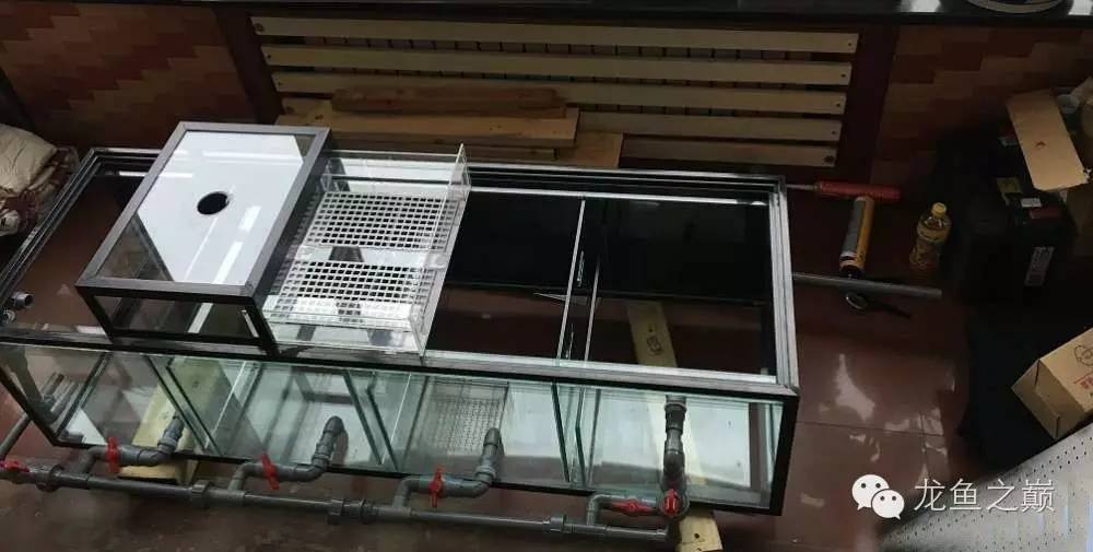 超级白,超会做,这才叫养鱼!