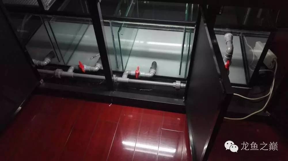 超级白,超会做,这才叫养鱼!