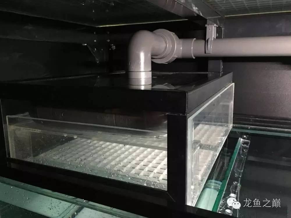 超级白,超会做,这才叫养鱼!