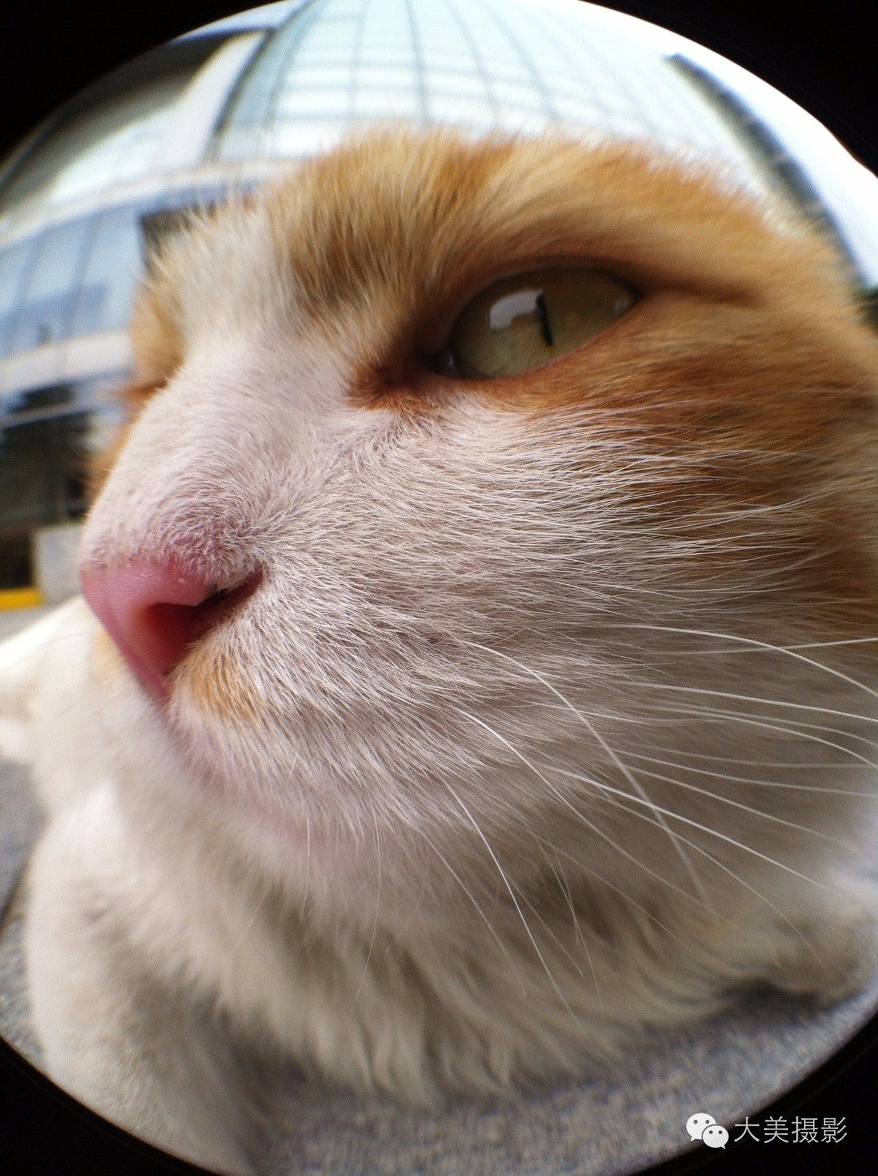 手机摄影作品,手机摄影和相机摄影作品