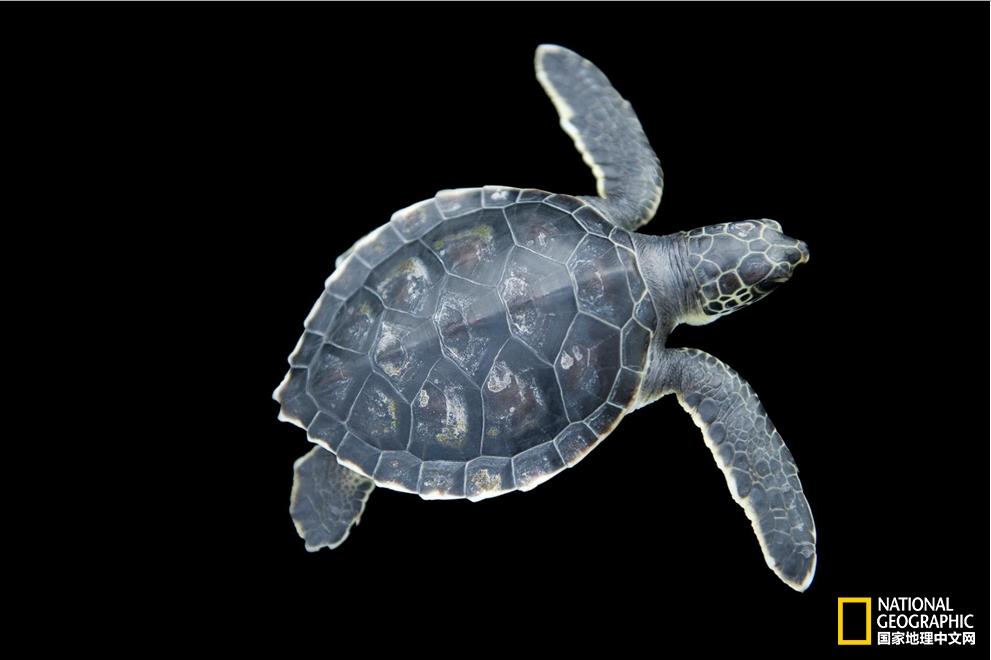 小乌龟生日礼物,小乌龟特别的生日礼物