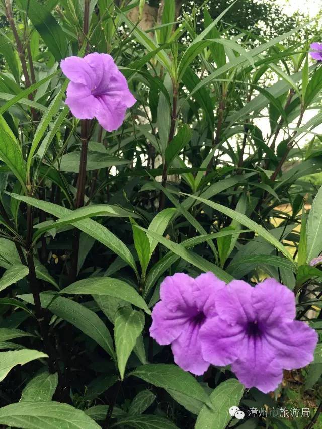 杭州西溪生态公园,西溪郊野公园好玩吗