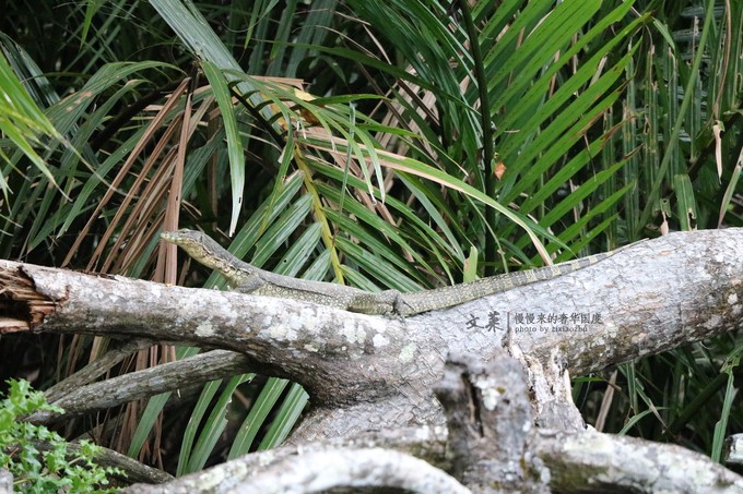 吴尊文莱照片,吴尊文莱最帅的照片