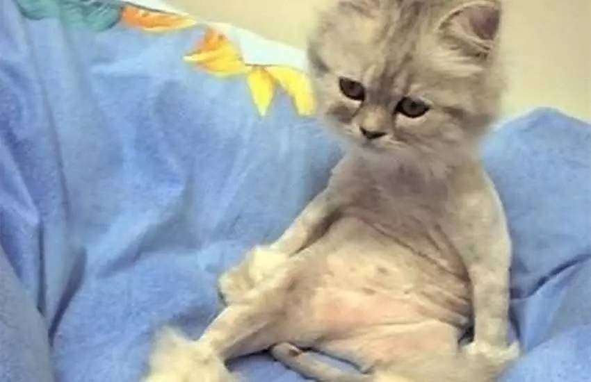 满房间都是猫毛怎么办,满屋子全是猫毛