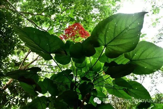 西双版纳热带雨林最有特色的树木,版纳原始森林雨林