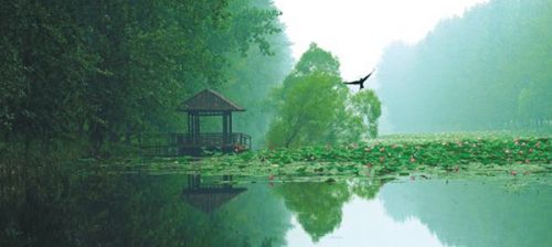 从A到Z，26个字母让你读懂微山湖红荷湿地