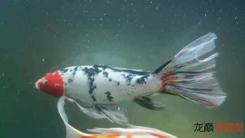 养几条锦鲤最健康又好看的品种,锦鲤龙凤锦鲤哪个好养