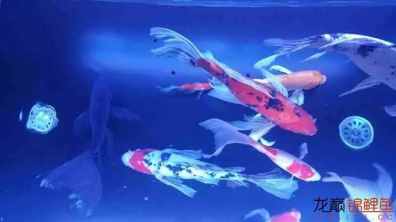 养几条锦鲤最健康又好看的品种,锦鲤龙凤锦鲤哪个好养