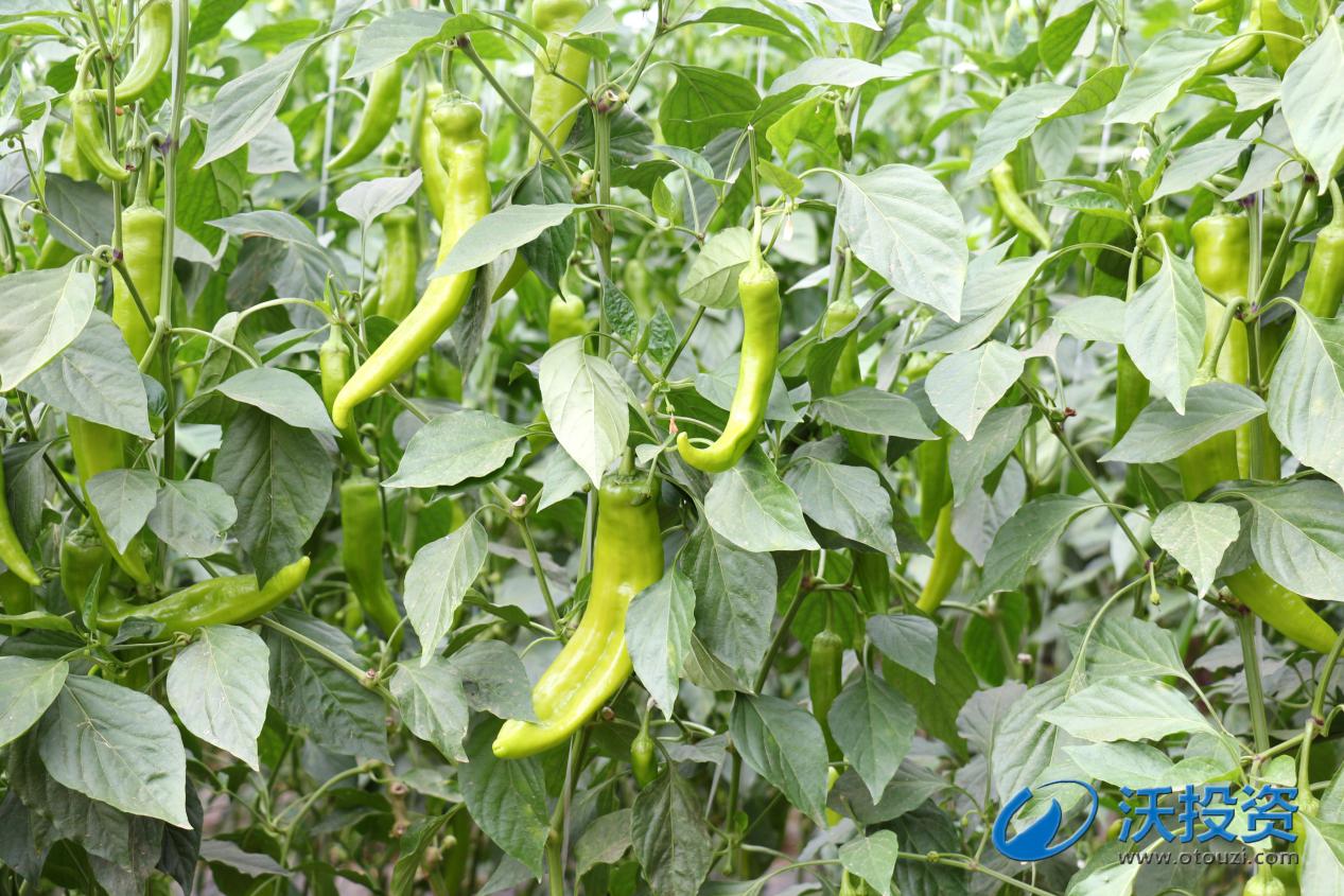 沃投资理财平台,沃投资贷款