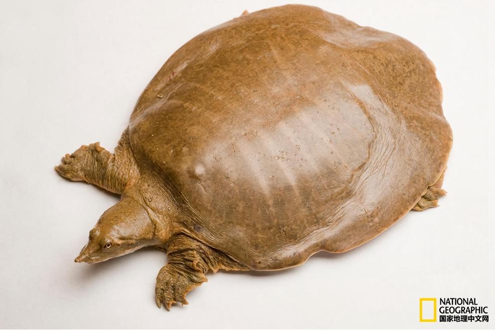 小乌龟生日礼物,小乌龟特别的生日礼物