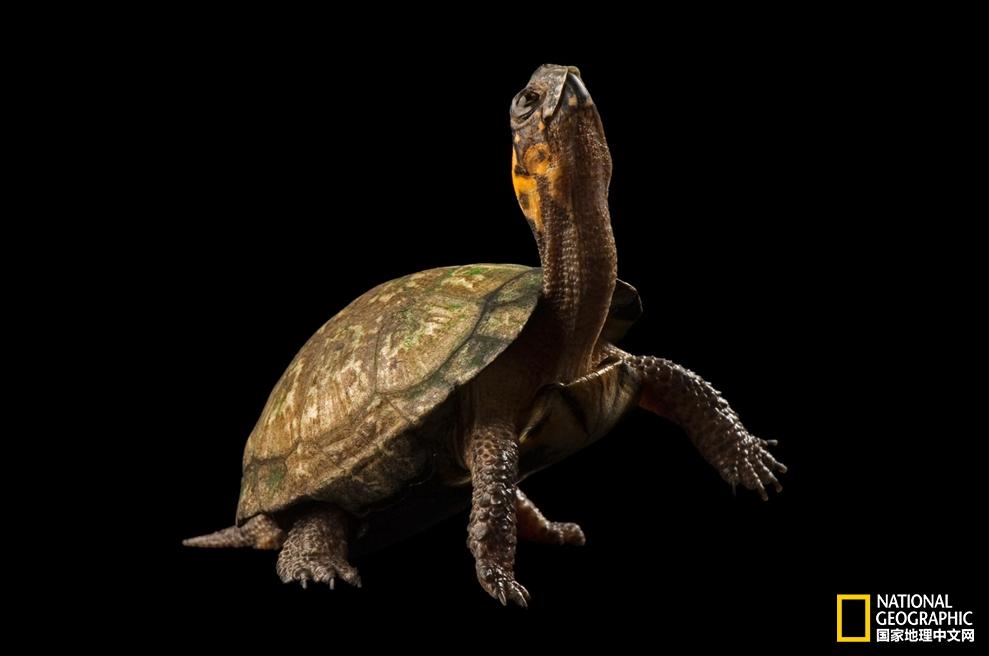 小乌龟生日礼物,小乌龟特别的生日礼物