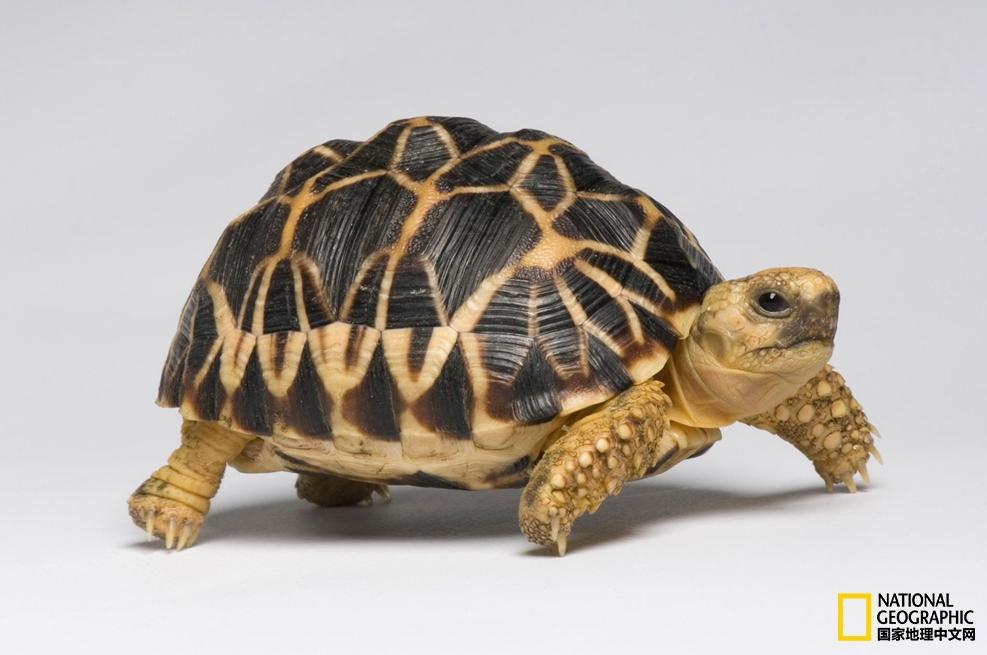 小乌龟生日礼物,小乌龟特别的生日礼物