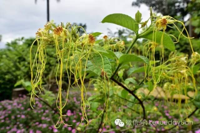 西双版纳热带雨林最有特色的树木,版纳原始森林雨林