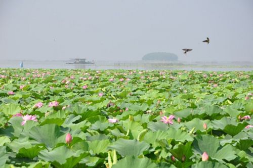 从A到Z，26个字母让你读懂微山湖红荷湿地