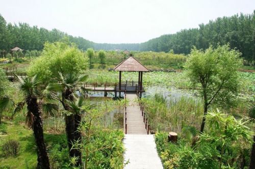 从A到Z，26个字母让你读懂微山湖红荷湿地