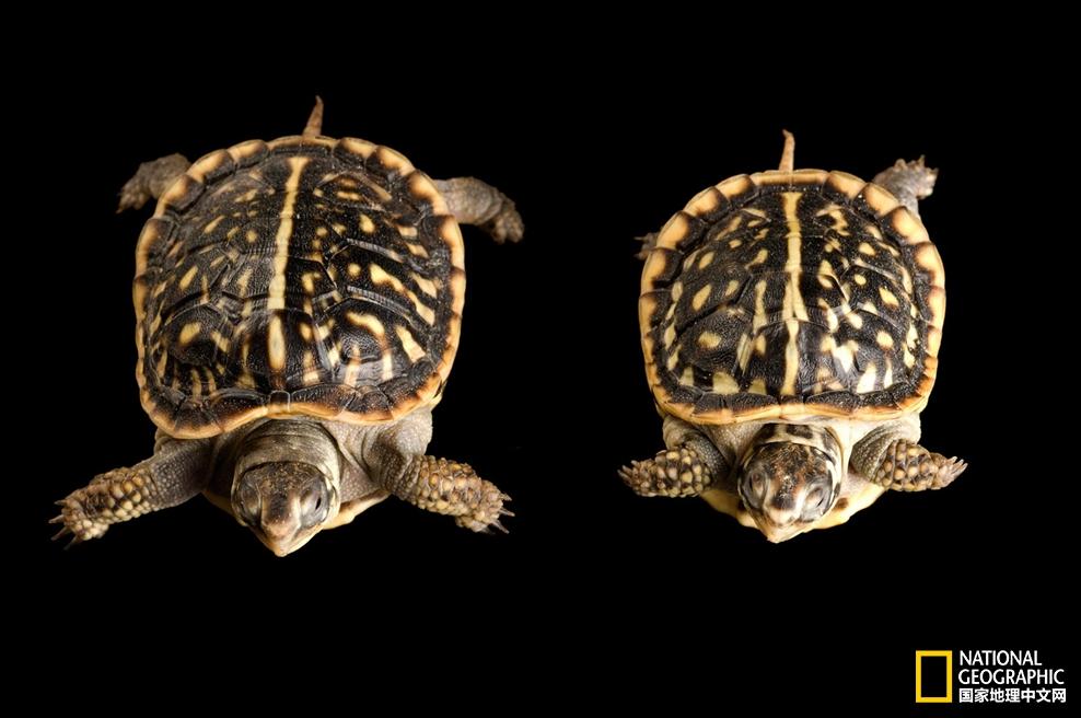 小乌龟生日礼物,小乌龟特别的生日礼物