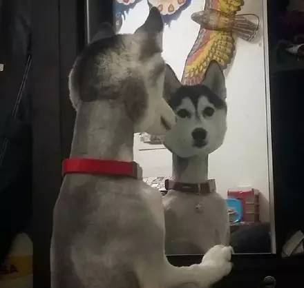 满房间都是猫毛怎么办,满屋子全是猫毛